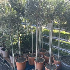 Olive trees 5ft 